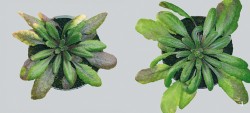 Geneticky totožní jedinci huseníčku rolního (Arabidopsis thaliana) lišící se v dědičné epigenetické variabilitě  vykazují odlišnou odolnost vůči bakterii Pseudomonas syringae. Žluté zbarvení (na snímku vlevo) ukazuje na probíhající infekci a odumírání napadených buněk. Foto V. Latzel