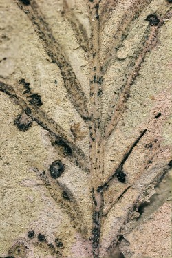 Fosilní hálky u tisovce pochybného (Taxodium dubium). Foto S. Knor