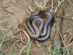 Užovka stromová (Zamenis longissimus) a slepýš křehký (Anguis fragilis) nalezení ve společném úkrytu. Foto R. Musilová