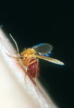 Nasátá samice flebotoma (Phlebotomus sp.), přenašeč lidské leishmaniózy. Foto D. Modrý