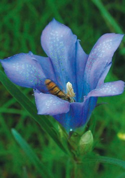 Detail květu hořce hořepníku (Gentiana pneumonanthe). Květy jsou azurově modré, vzácně bílé, často u báze a ve světlejších pruzích zeleně tečkované. Foto Z. Křenová