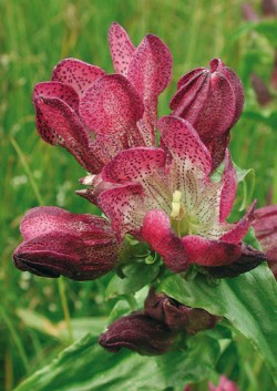 Detail květu hořce panonského (Gentiana pannonica). Nachová koruna s temně fialovým  tečkováním bývá rozeklaná do 5–9 cípů,  které se i při maximálním otevření květu v horní části překrývají. Květy opylují především čmeláci. Foto Z. Křenová