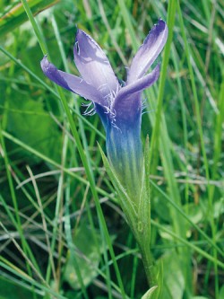 Hořec brvitý (Gentianopsis ciliata) má sytě modré čtyřčetné květy. Druhové jméno získal podle dobře viditelných brvitých cípů. Foto Z. Křenová
