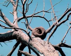 Typické gulovité hniezdo hrnčiarika hrdzavého (Furnarius rufus) na suchom strome. Foto J. Májsky / © J. Májsky