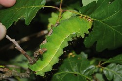 Housenka modelového druhu martináče čínského (Antheraea pernyi). Foto P. Hyršl