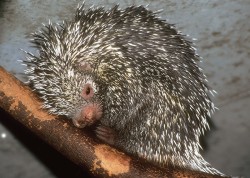 Kuandu obecný (Coendou prehensilis). Zoo Zürich. Foto V. Motyčka