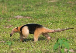 Mravenečník čtyřprstý (Tamandua tetradactyla), Brazílie, Mato Grosso. Foto Z. Hašek