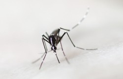 Komár tygrovaný (Aedes albopictus),  přenašeč virů horeček dengue, chikungunya, žluté zimnice  a potenciální  přenašeč viru Zika,  se přirozeně  vyskytuje v tropické  jihovýchodní Asii. Postupně se rozšířil  jako nepůvodní  invazní druh  do mnoha tropických  a subtropických částí celého světa a proniká dál na sever včetně temperátních oblastí Evropy.  Opakovaně byl  zaznamenán už i na jižní Moravě. Foto A. Drago