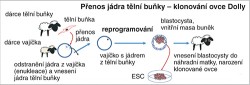 Při klonování ovce Dolly došlo v raných vývojových stadiích embrya k reprogramování jádra tělní buňky  do pluripotentního stavu a k následnému vytvoření všech buněk a tkání organismu. Orig. I. Lišková a J. Klíma