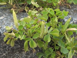 Invazní šťavel prérijní (Oxalis dillenii) ve zralosti vystřeluje z tobolek  semena na kratší vzdálenosti. Semena jsou dlouhověká a v půdě vytrvávají nejméně 6 let. Foto L. Moravcová