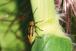 Bázlivce kukuřičný (Diabrotica virgifera) – samec (vlevo)  a samice (vpravo). Foto Z. Laštůvka