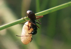 Mravenec otročící (Formica fusca). Eurytopní (bez vyhraněných nároků  na prostředí), v hierarchii dominance  podřízený druh. Foto P. Pech