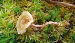 Plodnice šupinovky Henningsovy (Pholiota henningsii) vyrůstají z živých nebo odumírajících částí rašeliníku (Sphagnum). Foto J. Holec