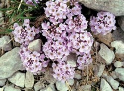 Penízek okrouhlolistý (Thlaspi rotundifolium) je typickým druhem mírně pohyblivých vápencových sutí v Karpatech a v Alpách. Nad zemí je viditelná jen malá část rostliny, ale pod povrchem sutě se ukrývá systém stonků (kaudex) a vytrvalý hlavní kořen, které jsou předpokladem pro její úspěšný růst na tomto stanovišti. Rostlina klíčí v hlubších, vlhkostně příznivějších vrstvách sutě a prodlouženým primárním prýtem dosahuje povrchu substrátu. Pupeny na primárním prýtu schované v suti se pak stávají zásobárnou pupenů, zatímco hlavní kořen (adventivní kořeny tvoří rostlina zřídka, proto nelze podzemní stonky označit jako oddenky) nese zásobu asimilátů. Ze zásoby pupenů vyrůstají na jaře nové stonky a jestliže mezitím rostlinu převrství další vrstvy suti, zvětšuje se i její zásoba pupenů a celý trs mohutní. Dojde-li naopak k erozi suti, stonky jsou odhaleny a utrženy, zásoba pupenů se zmenšuje (vpravo uprostřed). Rostlina proto nejlépe prosperuje v pomalu se akumulující suti. Foto L. Klimeš / © L. Klimeš