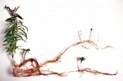 Příkladem morfologického jevu, který stojí na okraji zájmu klasické morfologické školy, je adventivní odnožování z kořenů. Ve skutečnosti je mnoho rostlinných druhů na odnožování z kořenů zcela závislých (např. rod záraza - Orobanche), pro jiné tato vlastnost představuje běžný způsob klonálního růstu nebo vegetativní regenerace po narušení. Foto J. Martínková / © J. Martínková
