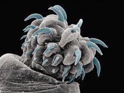 Otrněný chobotek vrtejšů (Acanthocephala) slouží v dospělosti k uchycení parazita ve střevě definitivního hostitele. Je však přítomen již ve stadiu larvy, zde vyjmuté ze svaloviny mezihostitele baziliška přilbového (Corytophanes cristatus). Foto J. Bulantová