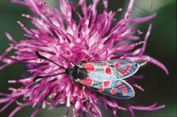 Vřetenuška ligrusová (Zygaena carniolica) – typický vzhled při slunečním osvětlení. Česká republika, Milovice u Lysé nad Labem
Foto G. O. Krizek / © Photo G. O. Krizek