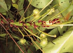 Makaranga (Makaranga tsonane) je jedním z 50 rodů čel. pryšcovitých (Euphorbiaceae) Nové Guineje. Ostrov je významným centrem diverzity tohoto rodu, je zde zastoupeno více než 80 převážně endemických druhů. Sepik, foto D. Stančík / © Photo D. Stančík