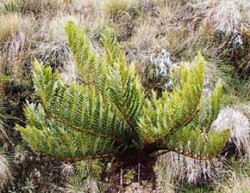 Nepřehlédnutelným prvkem keřovité vegetace Papuy-Nové Guineje jsou stromovité kapradiny rodu Cyathea. Mají velké tuhé listy chráněné před výkyvy teplot hustým pokryvem trichomů. Foto D. Stančík / © D. Stančík