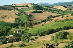 Reliéf i vegetační kryt krajiny  centrálních Apenin v regionu Marche jsou různorodé. Uprostřed zemědělské krajiny stále zůstává zachováno mnoho solitérních stromů a remízků s dřevinami, které však byly v nedávné minulosti  ještě hojnější. V zemědělství se  nepoužívá tolik pesticidů jako u nás,  což souvisí i s rozdrobeným vlastnictvím, a proto jsou společenstva  zemědělských plodin druhově bohatší. Přes intenzivní využívání tak krajina poskytuje životní prostor mnoha  živočichům. Snímek F. Máliš