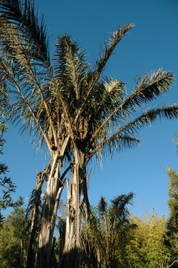 Palma Raphia farinifera je hojně  vysazovaná na východním pobřeží Madagaskaru. Malgaši využívají rafiová vlákna k pletení tašek, košů, rohoží i jemných pletenin. Listy tohoto druhu patří k nejdelším v rostlinné říši – mohou dosahovat délky až kolem 20 m. Foto V. a R. Rybkovi