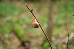 Tento hlemýžď zahradní (Helix poma­tia) byl pozorován na podzim v jednom z podunajských luhů přibližně 60 cm nad povrchem země. Povšimněte si  blanitého „víčka“, které vzniká seschnutím slizu a slouží k připevnění na vegetaci a snížení odparu z povrchu těla. Foto M. Horsák