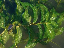 Typická lodyha rdestu dlouholistého (Potamogeton praelongus) je lomená v uzlinách. Foto R. Prausová