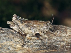Marše pobřežní (Tetrix tuerki), samice. Společným znakem tohoto druhu je  charakteristické výrazné zvlnění dolního okraje stehen předních a středních  končetin, které se u jiných marší  nevyskytuje. Foto P. Kočárek