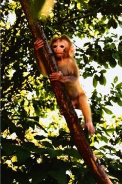 Čtyřměsíční mládě makaka rhesuse (Macaca mulatta) je již schopné se pohybovat samostatně po širším okolí. Foto V. Bič / © Photo V. Bič