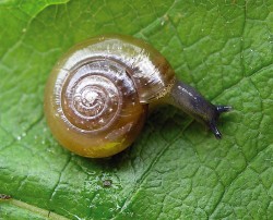 Skelnatka drnová (Oxychilus cella­rius) – ve střední Evropě zcela zabydlený druh. Teprve fosilní doklady ukazují,  že jde o mladého přistěhovalce, který se na naše území dostal až někdy v době  železné (kolem 6. stol. před Kristem). Foto L. Juřičková