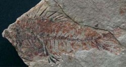 Kanic Serranus budensis, fosilie z moravské lokality Kelč. Snímky T. Přikryla / © T. Přikryl