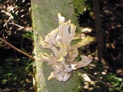 Svazek kyjovitých až parohovitých plodnic Laurobasidium lauri na kmeni vavřínu azorského (Laurus azorica). Gran Canaria. Foto M. Sedlářová