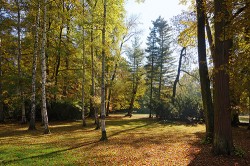 Podzimní zbarvení a světlo podtrhuje atmosféru interiéru zámeckého parku v Třeboni, výsadba domácích dřevin vytváří vhodnou kulisu pro solitérní  exotické druhy (jehličnany v pozadí). Foto T. Kučera