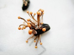 Stromata paličkovice nachové (Claviceps purpurea sensu stricto) se zanořenými plodnicemi (peritecii). Foto E. Ondráčková