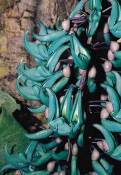 Květenství liány Strongylodon macrobotrys mívají délku až 1 m. Modrozelená bava květů nemá v rostlinné říši obdobu. Je to kriticky ohrožený endemit filipínských ostrovů Mindoro, Luzon a Catanduanes. Foto R. Rybková / © R. Rybková