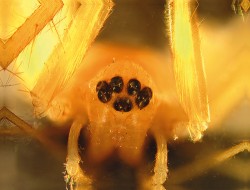 Plachetnatka suťová (Wubanoides uralensis), hlavohruď zepředu,  plně vyvinuté oči. Foto V. Růžička