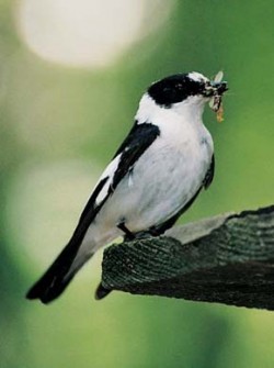 Samec lejska bělokrkého (Ficedula albicollis) s potravou pro mláďata. Foto M. Král / © M. Král