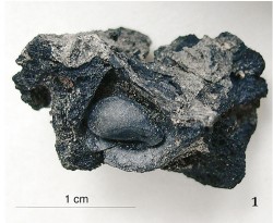 Unikátní nález zuhelnatělého jádřince jablka (z jabloně lesní – Malus sylvestris) z Úholiček datovaný radioaktivním  uhlíkem 14C do období eneolitu mezi 2 900 a 2 860 př. n. l. Foto P. Pokorný