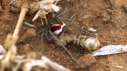 Pavouk Ammoxenus amphalodes si odnáší paralyzovaného termita. Následně se s ním zahrabe do písku, kde ho pak může v klidu konzumovat, chráněn před ostatními predátory. Foto S. Pekár