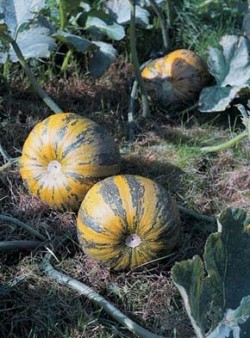 Šlahounovitá tykev olejná (Cucurbita pepo var. oleifera) ‘Olga’ se zralými plody. Na rozdíl od běžných tykví postrádají semena tykve olejné tvrdé osemení. Foto E. Pekárková / © E. Pekárková