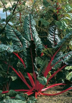 Červená forma řapíkatého mangoldu (Beta vulgaris var. cicla) se vysazuje i do květinových záhonů. Foto K. Plicka / © K. Plicka