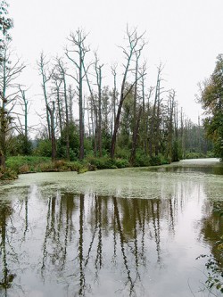 Rozpadající se mokřadní olšina  poblíž řeky Úhlavy napadená plísní  olšovou (Phytophthora ×alni). Foto K. Černý