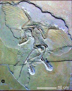 Originály desek třetího nálezu, tzv. Berlínského exempláře archeopteryxe z r. 1876 z okolí města Eichstättu jsou dosud nejlépe zachovaným nálezem s dokonale zachovanou lebkou, kostmi končetin a letkami na křídlech. Paleontologické muzeum v Berlíně, foto O. Fejfar (2004) / © Photo O. Fejfar