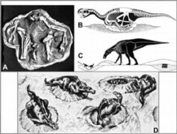 Způsoby hnízdění dinosaurů. A, B - Nález kostry na hnízdě vajec a model hnízdícího teropodního maniraptora r. Oviraptor. Podle M. A. Norella a kol. (1995); C, D - Velký ptakopánvý hadrosaur r. Maiasaura zpodobňuje odlišný model hnízdění. Podle J. R. Hornera a R. Makely (1979) a D. Normana (1985). / (c) J. R. Horner, R. Makela (1979), D. Norman (1985)