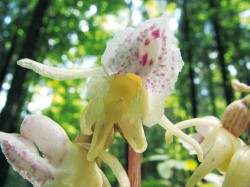 Nová krkonošská lokalita sklenobýlu bezlistého (Epipogium aphyllum) u Kořenova. Tři kvetoucí rostliny u lesní cesty v bukovém opadu a nápadný květ nenápadné orchideje. Foto P. Čížková