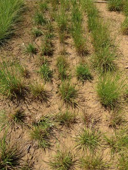 Pokusná školka F2 generace kříženců kostřavy luční (Festuca pratensis) a jílku mnohokvětého (Lolium multiflorum)  na pozemku Ústavu experimentální botaniky AV ČR, v. v. i., v Olomouci. Foto D. Kopecký