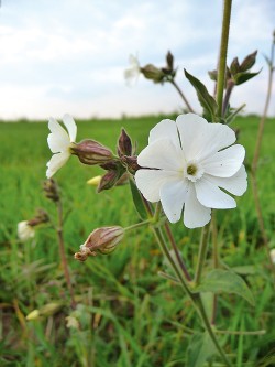 Silenka širolistá (Silene latifolia) – samčí rostlina. Druh představuje klasický model pro studium evoluce pohlavních chromozomů. Foto: Wikimedia Commons, v souladu s podmínkami použití