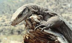 Statné jedince varana bengálského (Varanus bengalensis) lze v NP Sariska spatřit i na poměrně rušných místech. Foto P. Šrámek / © Photo P. Šrámek