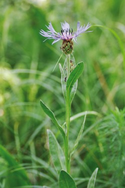 Chrpa chlumní (Centaurea triumfetti) je charakteristická sbíhavými listy a světlými třásněmi lemu zákrovních listenů. Snímek P. Koutecký