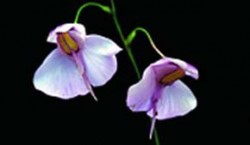 Květy bublinatky ledvinité (Utricularia reniformis) se vyrovnají krásou i vzácností orchidejím. Foto M. Studnička / © Photo M. Studnička